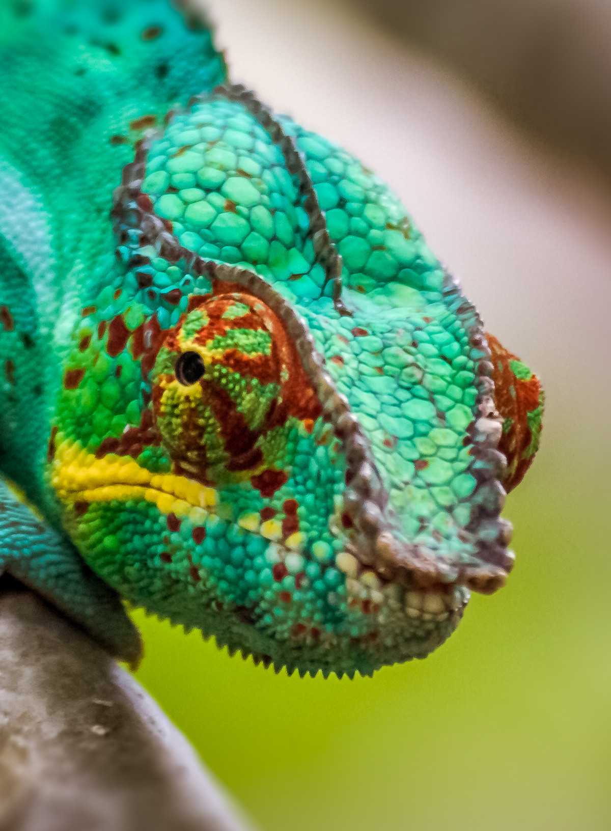 endormi-reunion endormi-reunion