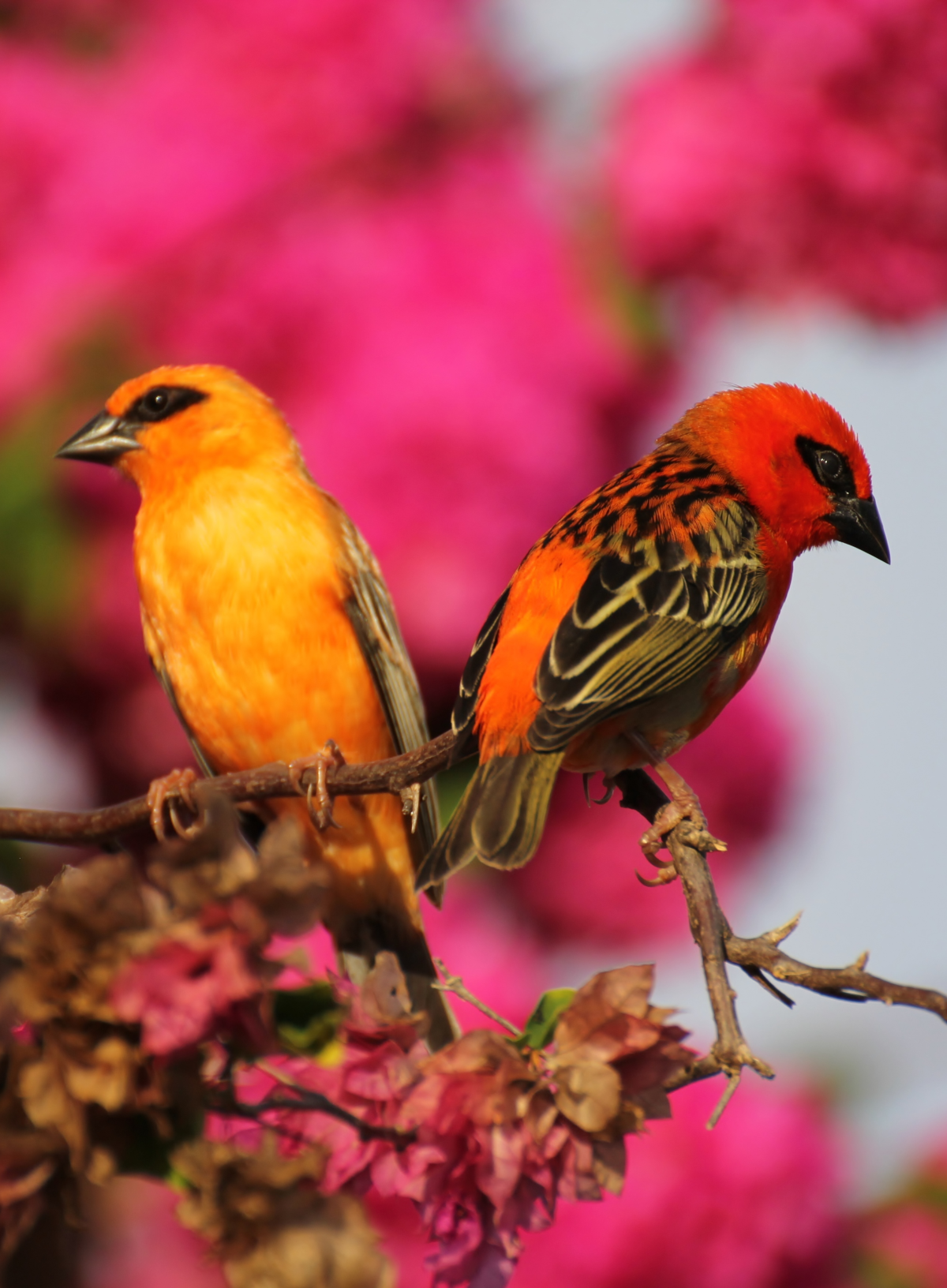 protection-oiseaux-reunion protection-oiseaux-reunion