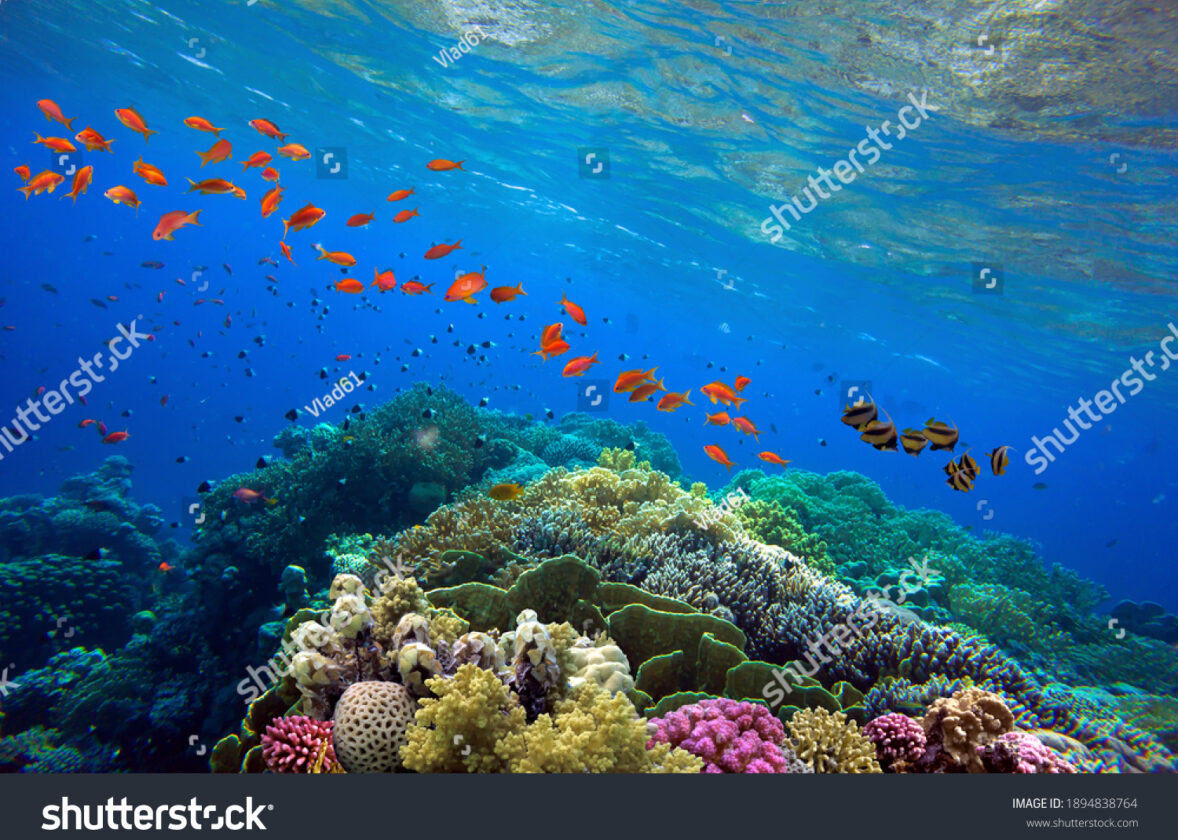 Écosystèmes marins