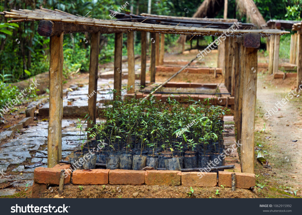Gestion durable des forêts