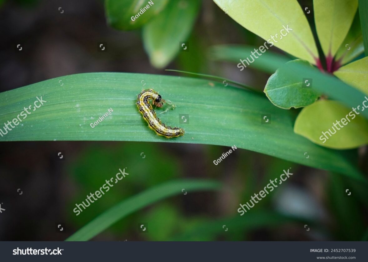 La gestion des espèces végétales invasives à La Réunion