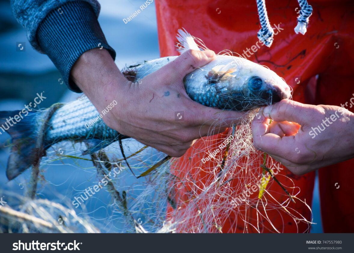 La pêche durable à La Réunion : enjeux et pratiques