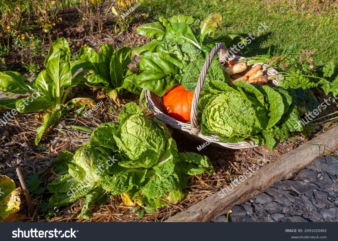La permaculture à La Réunion : une agriculture respectueuse de l’environnement