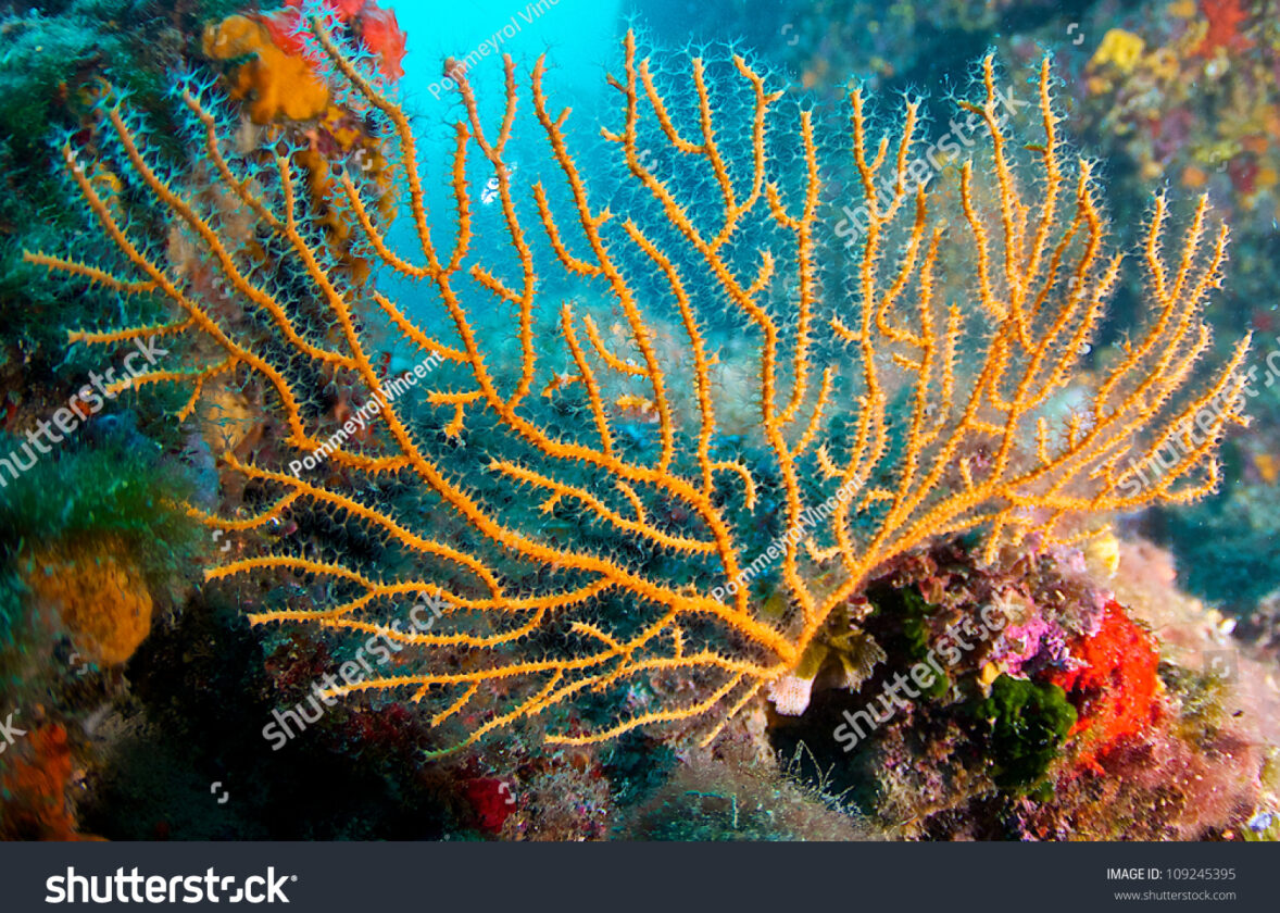 La protection des récifs coralliens autour de La Réunion