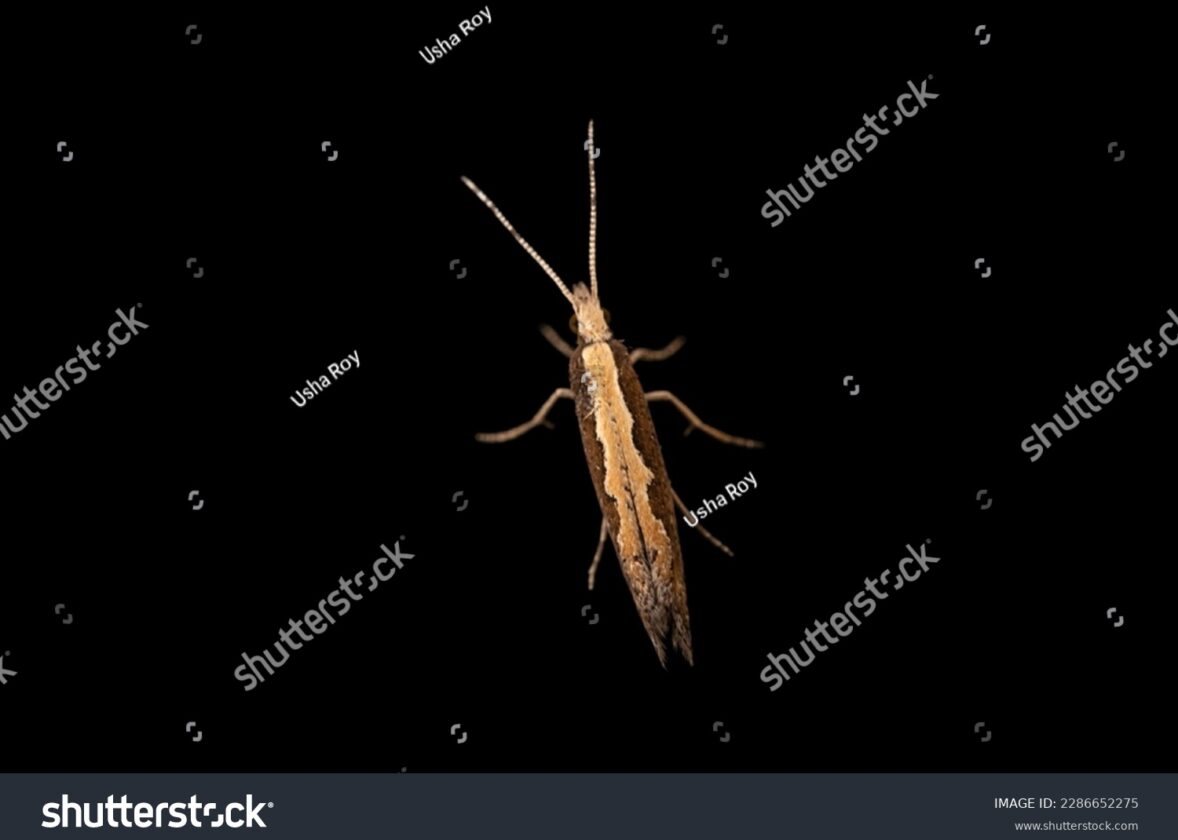 Les effets de la pollution lumineuse sur la biodiversité nocturne à La Réunion