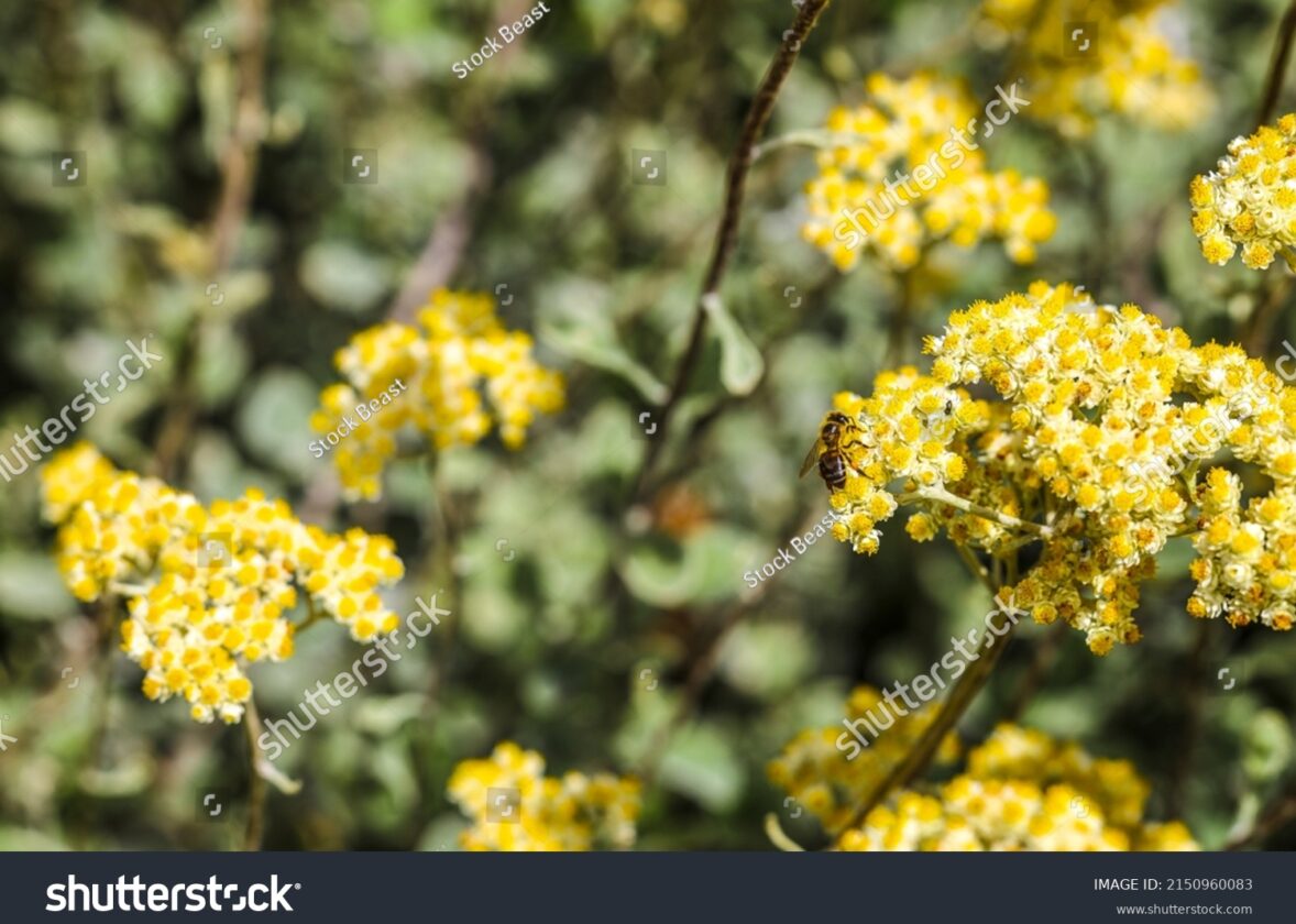 Les jardins botaniques de La Réunion : trésors de biodiversité