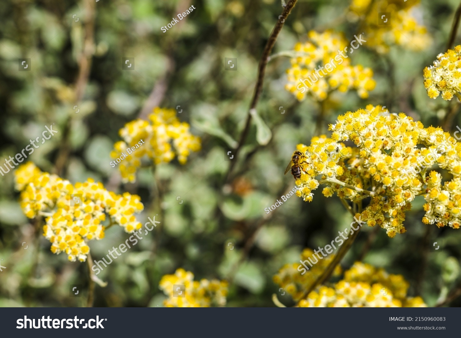 Les jardins botaniques de La Réunion : trésors de biodiversité