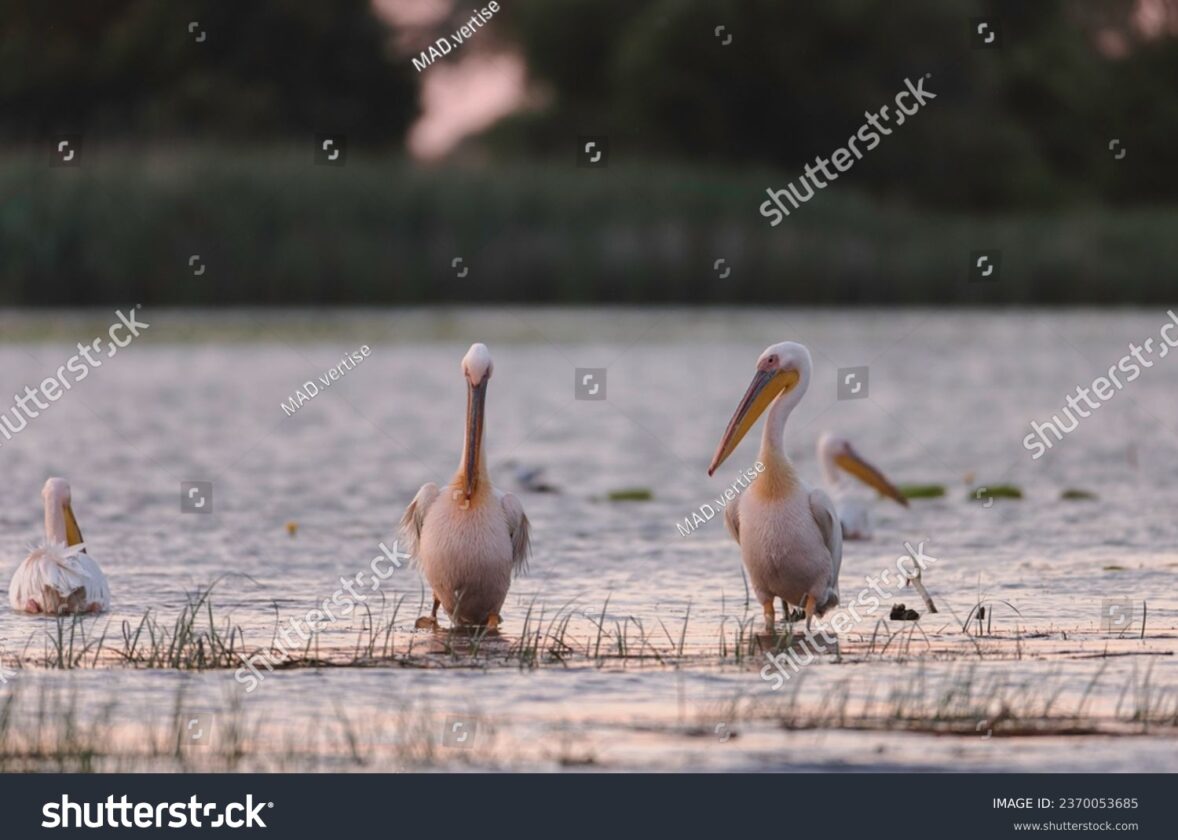 Les menaces pesant sur les oiseaux marins de La Réunion