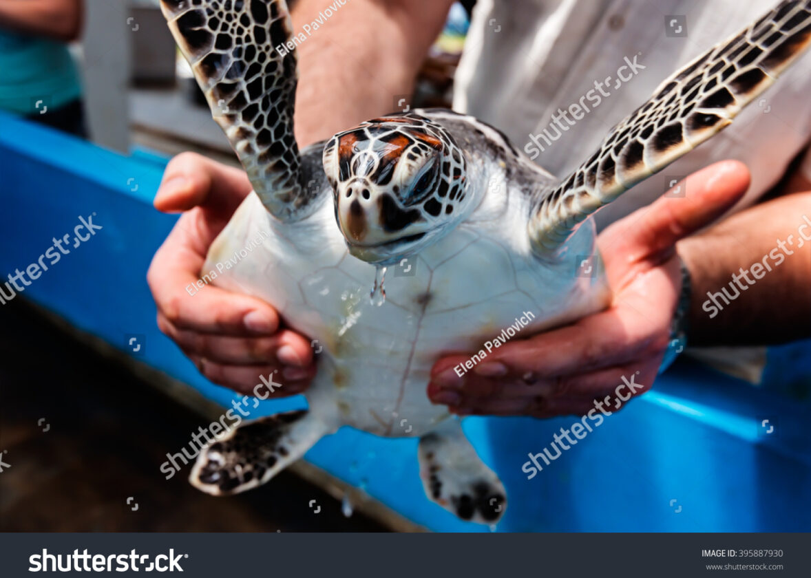 Les projets de protection des tortues marines à La Réunion