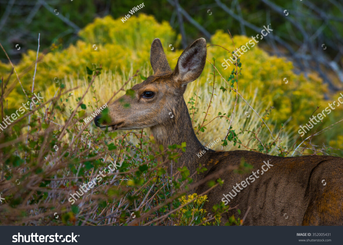 Préserver la faune. Faisons-le ensemble.