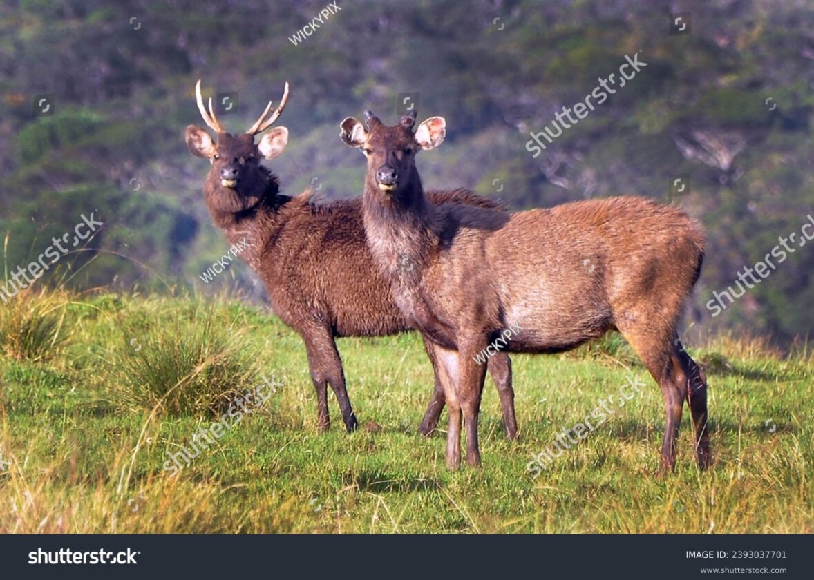 La biodiversité exceptionnelle de l’île de La Réunion