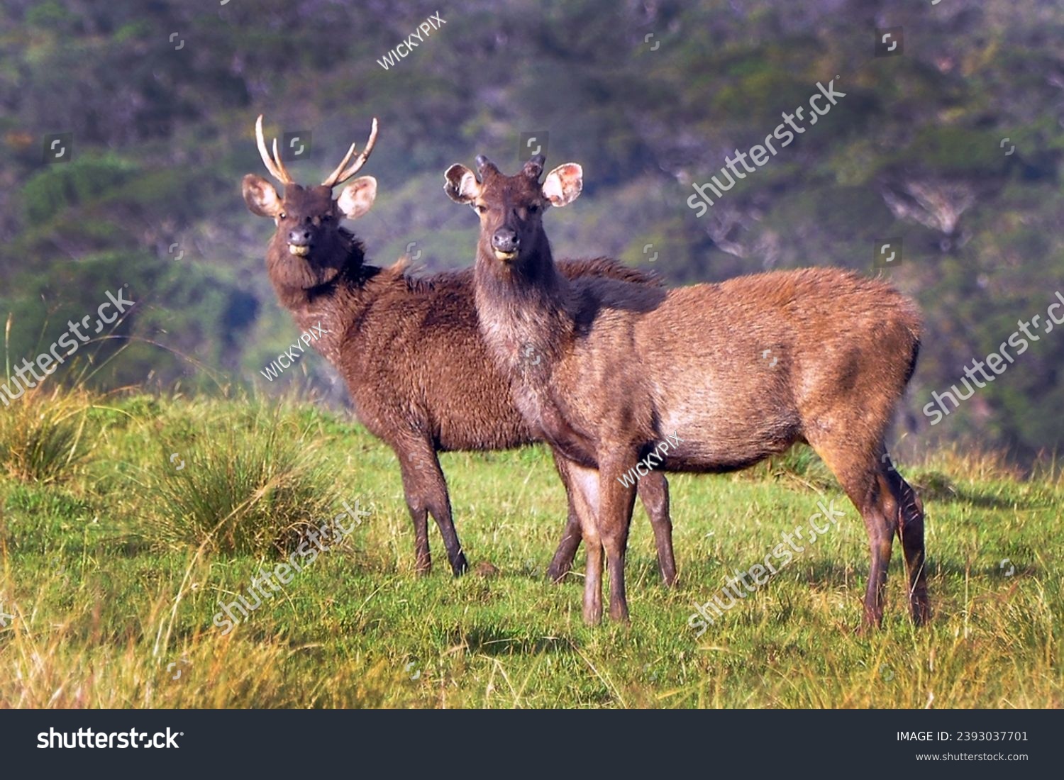 La biodiversité exceptionnelle de l’île de La Réunion
