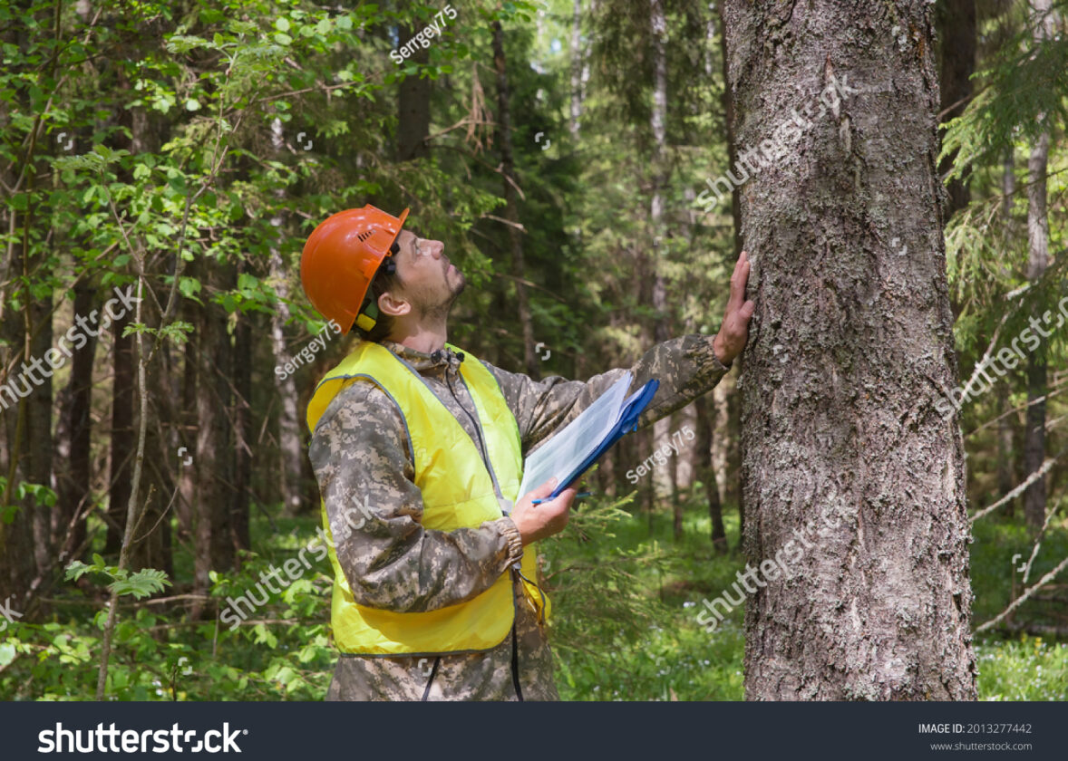 La certification forestière : un gage de gestion responsable des forêts