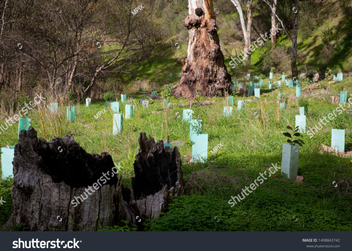La conservation des habitats naturels forestiers