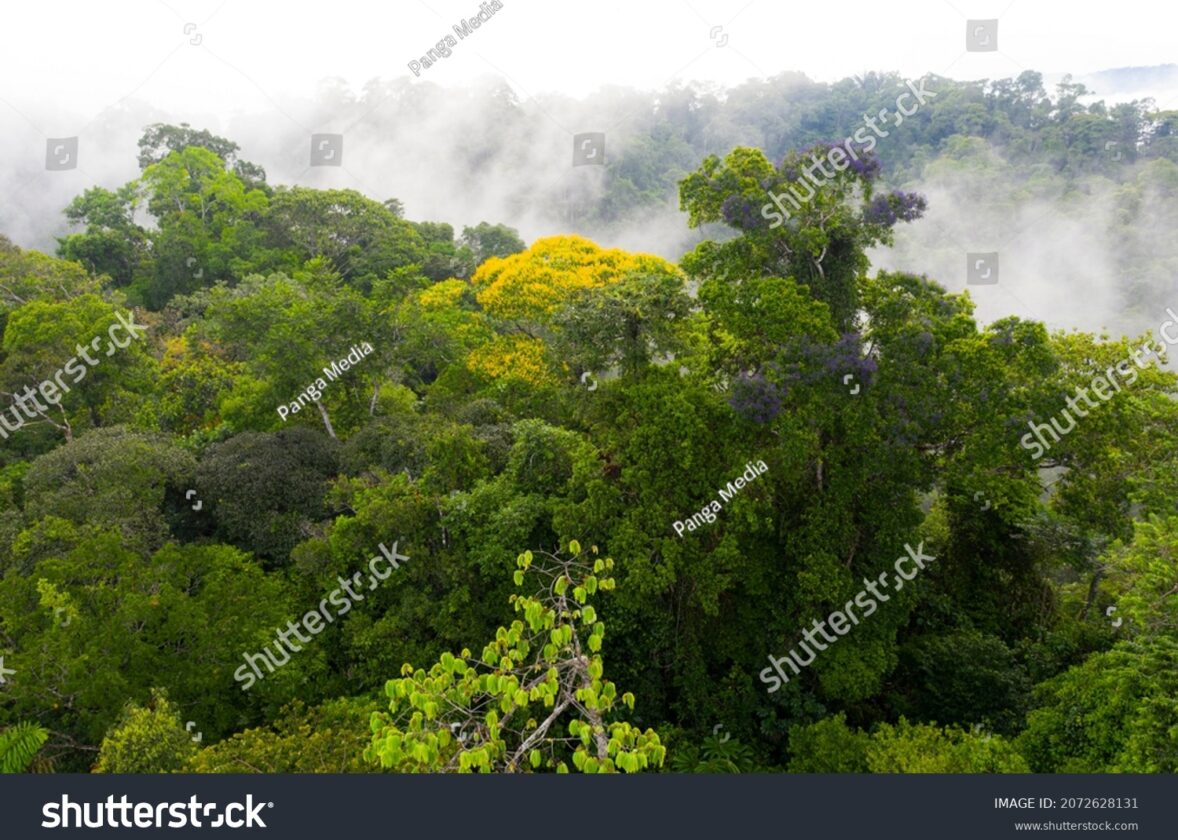 La forêt tropicale : un écosystème riche en biodiversité