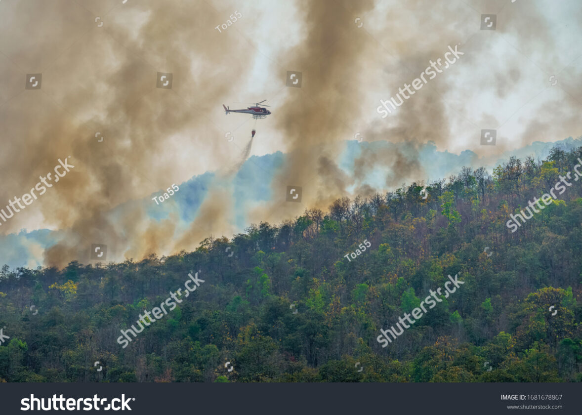 La lutte contre la déforestation : un enjeu majeur pour la planète