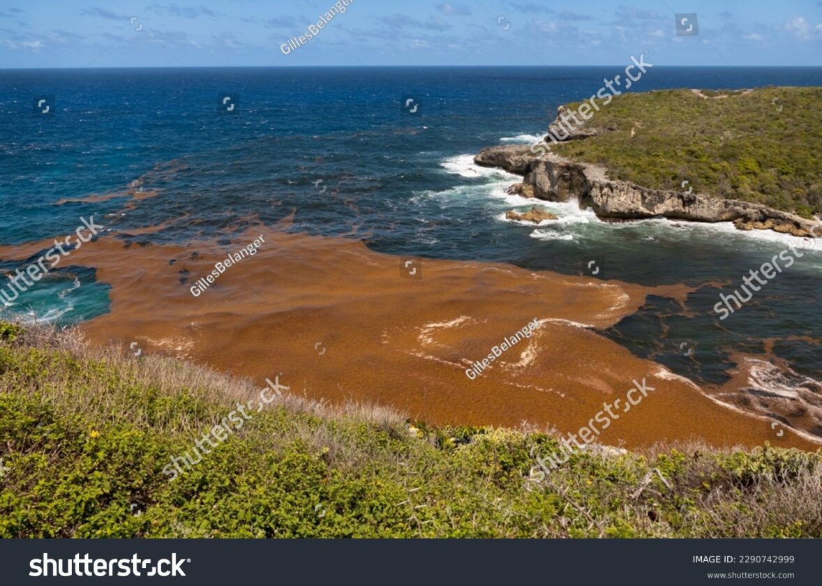 La mer des Sargasses : un écosystème pélagique unique