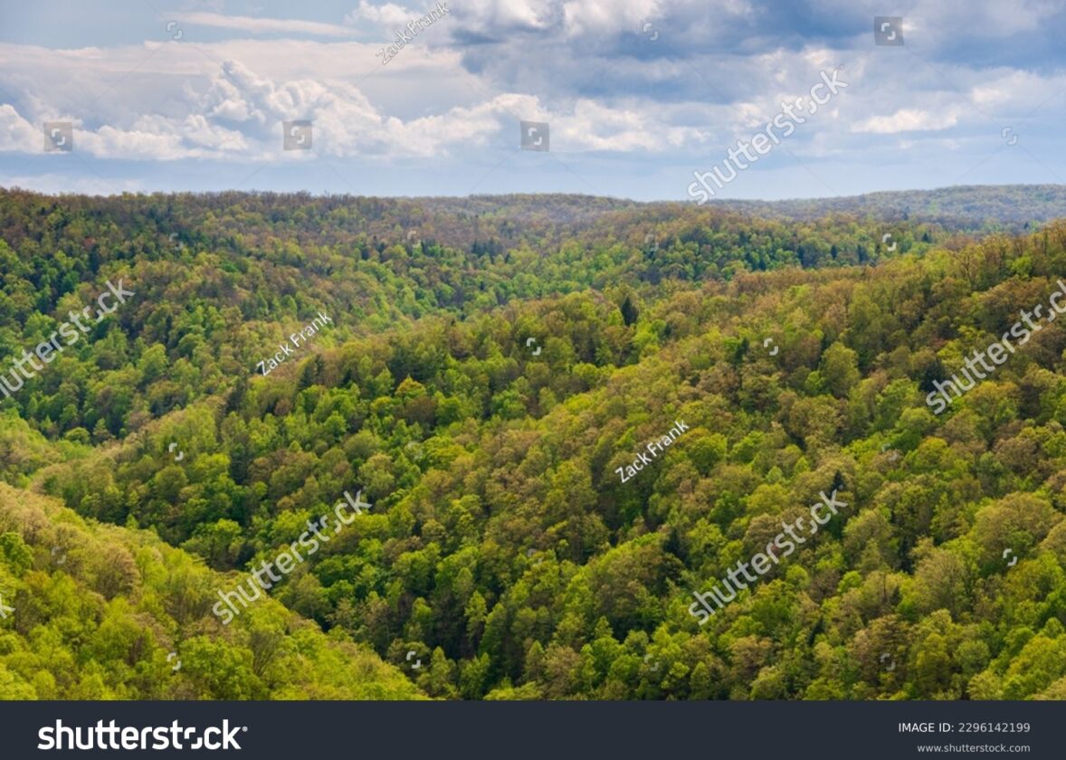 La protection des forêts anciennes et primaires