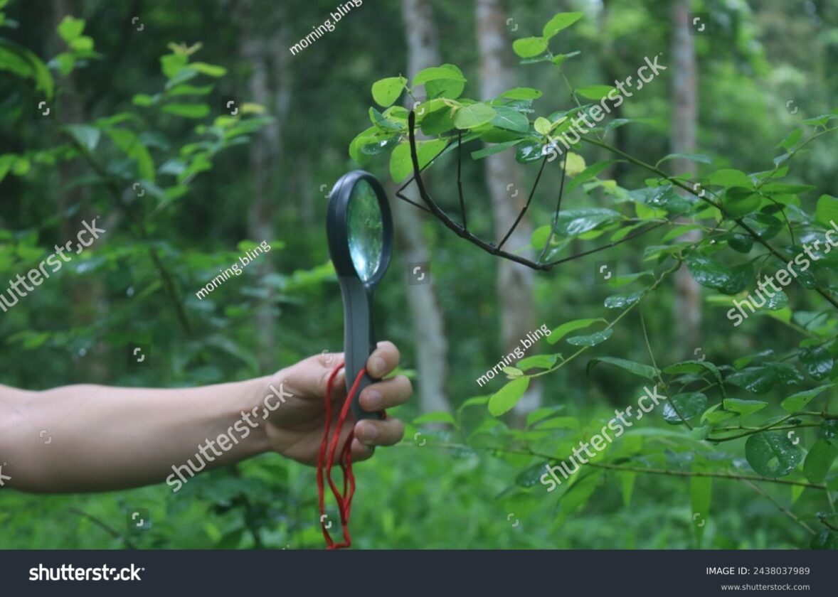 La recherche scientifique pour une meilleure compréhension des écosystèmes forestiers