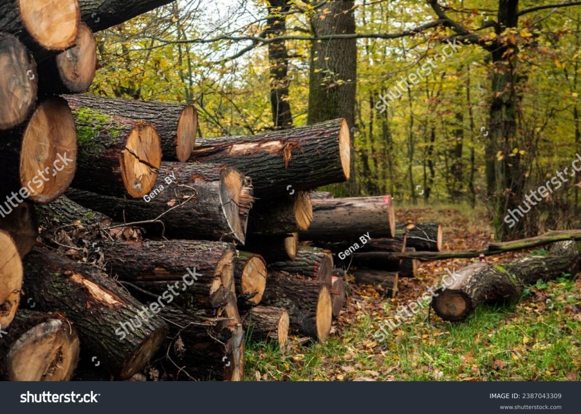La sylviculture proche de la nature : s’inspirer des cycles naturels