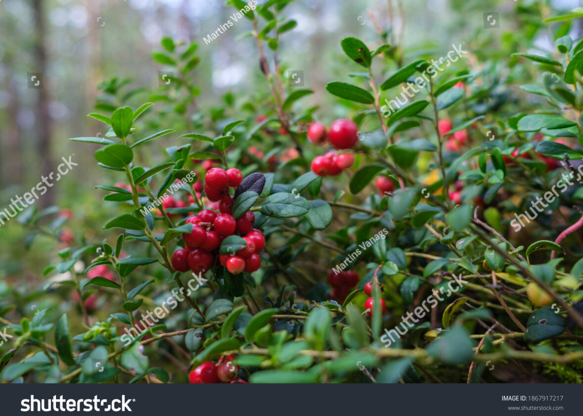 La valorisation des produits forestiers non ligneux