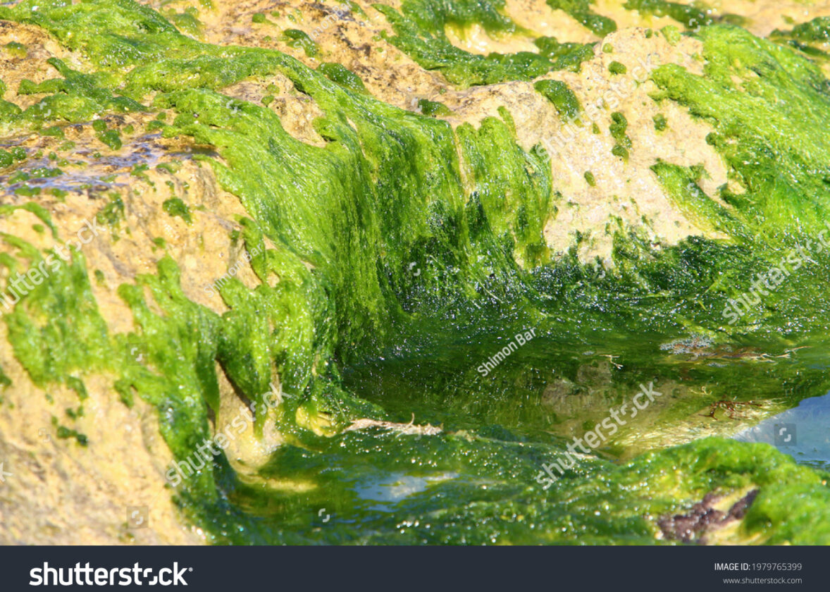 Le phytoplancton : à la base de la chaîne alimentaire marine