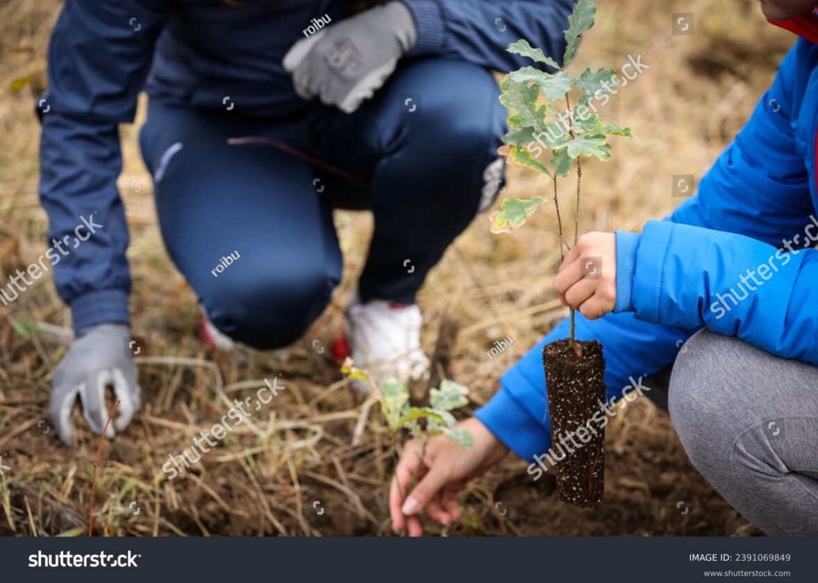 Le reboisement : renouveler les forêts pour demain