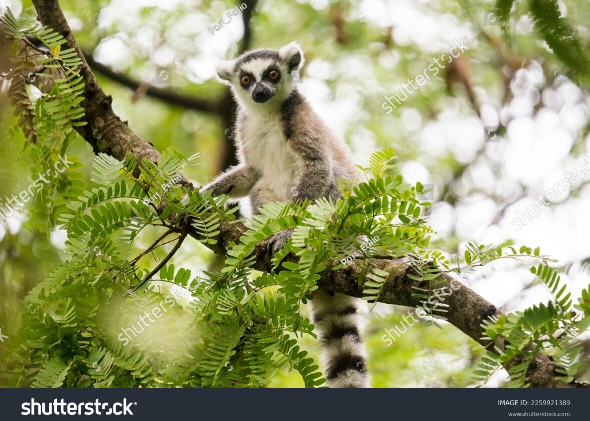 Le rôle des forêts dans la lutte contre le changement climatique