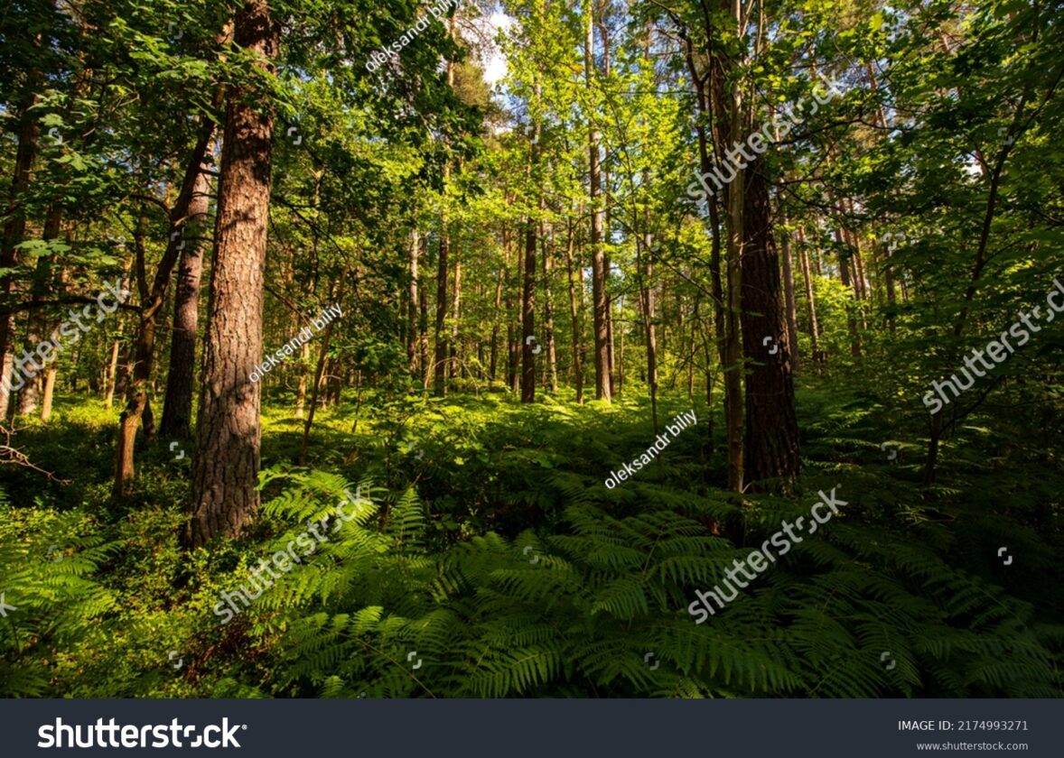 L’éducation et la sensibilisation à l’importance des forêts