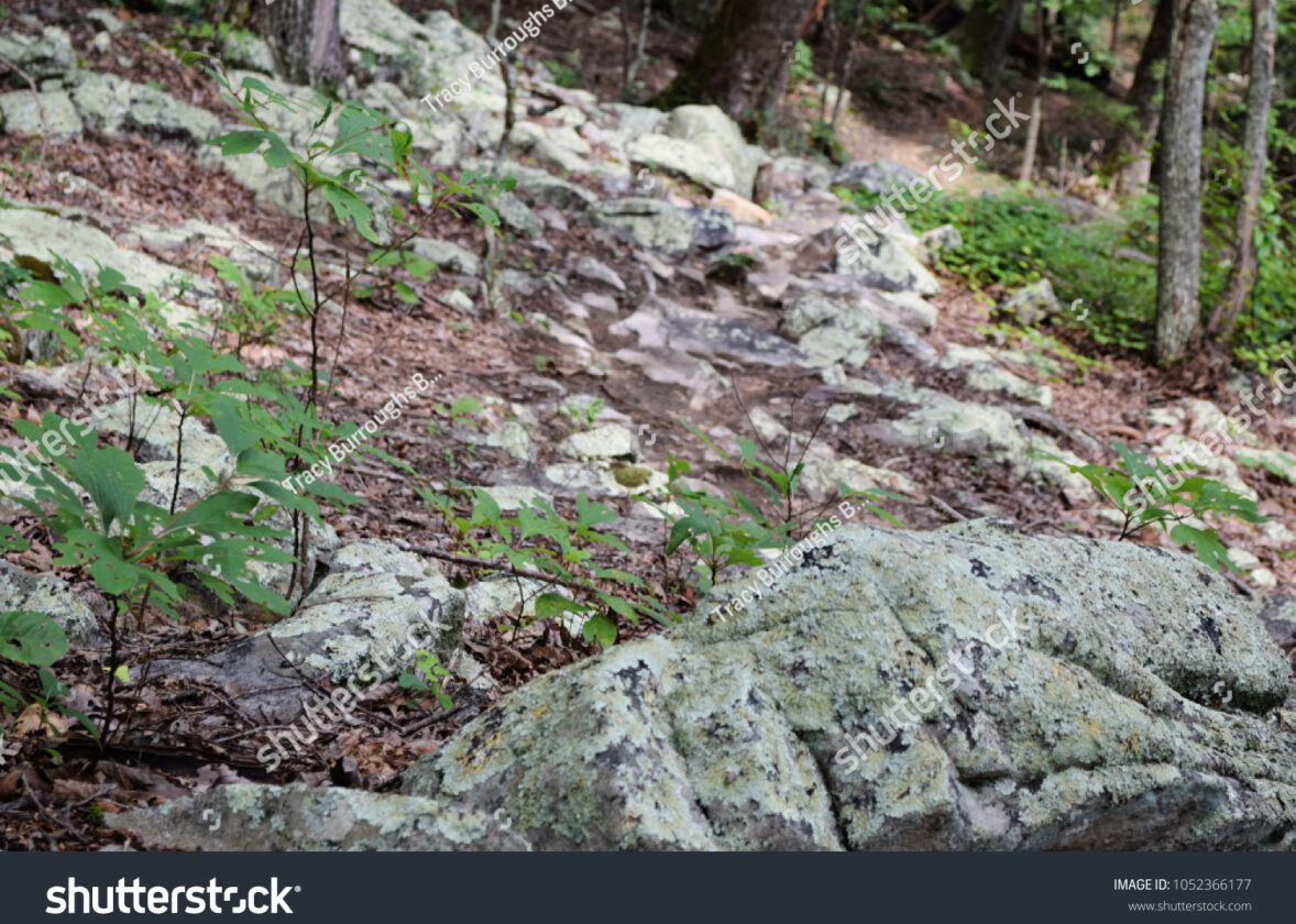 Les écosystèmes cavernicoles : des mondes souterrains encore largement méconnus
