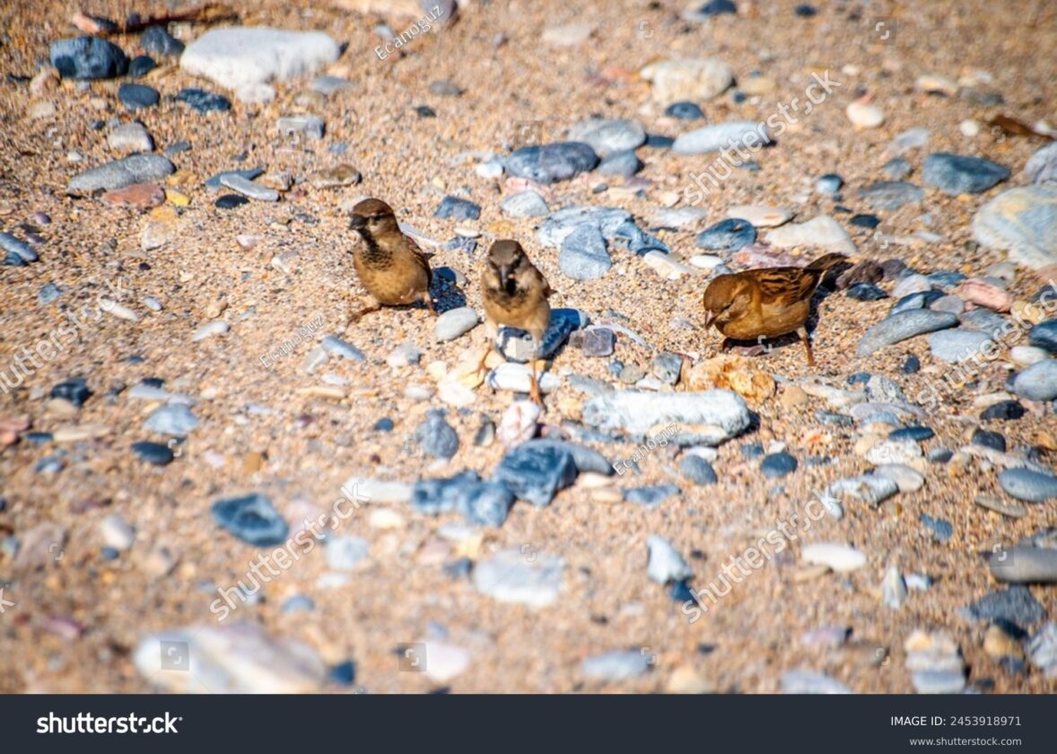 Les écosystèmes côtiers : des zones tampons vitales entre la terre et la mer
