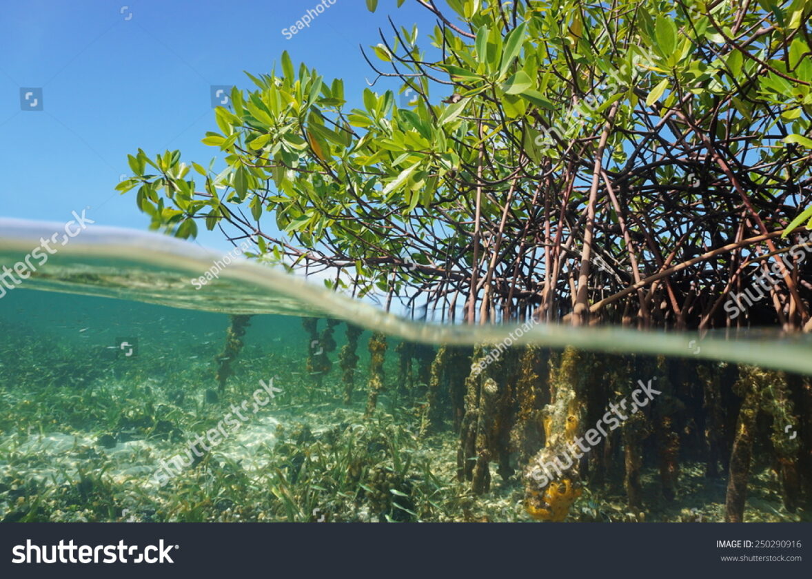 Les écosystèmes de mangrove : des nurseries et des barrières naturelles contre les tempêtes