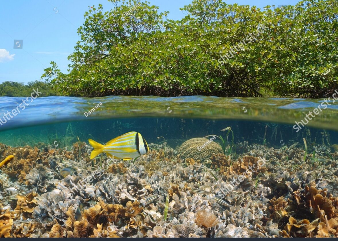 Les écosystèmes de récifs coralliens : des joyaux de biodiversité en danger