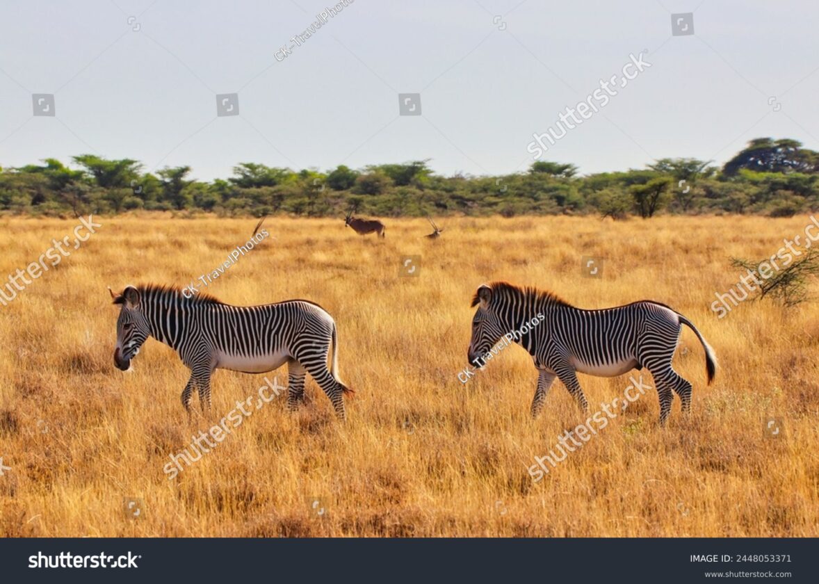 Les écosystèmes de savane : des paysages emblématiques de l’Afrique