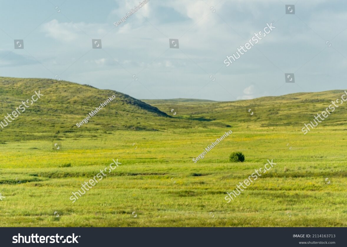 Les écosystèmes de steppe : des étendues herbacées arides
