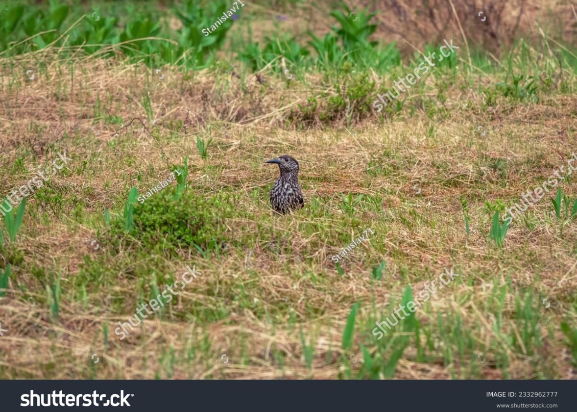 Les écosystèmes de taïga : des forêts boréales immenses et essentielles