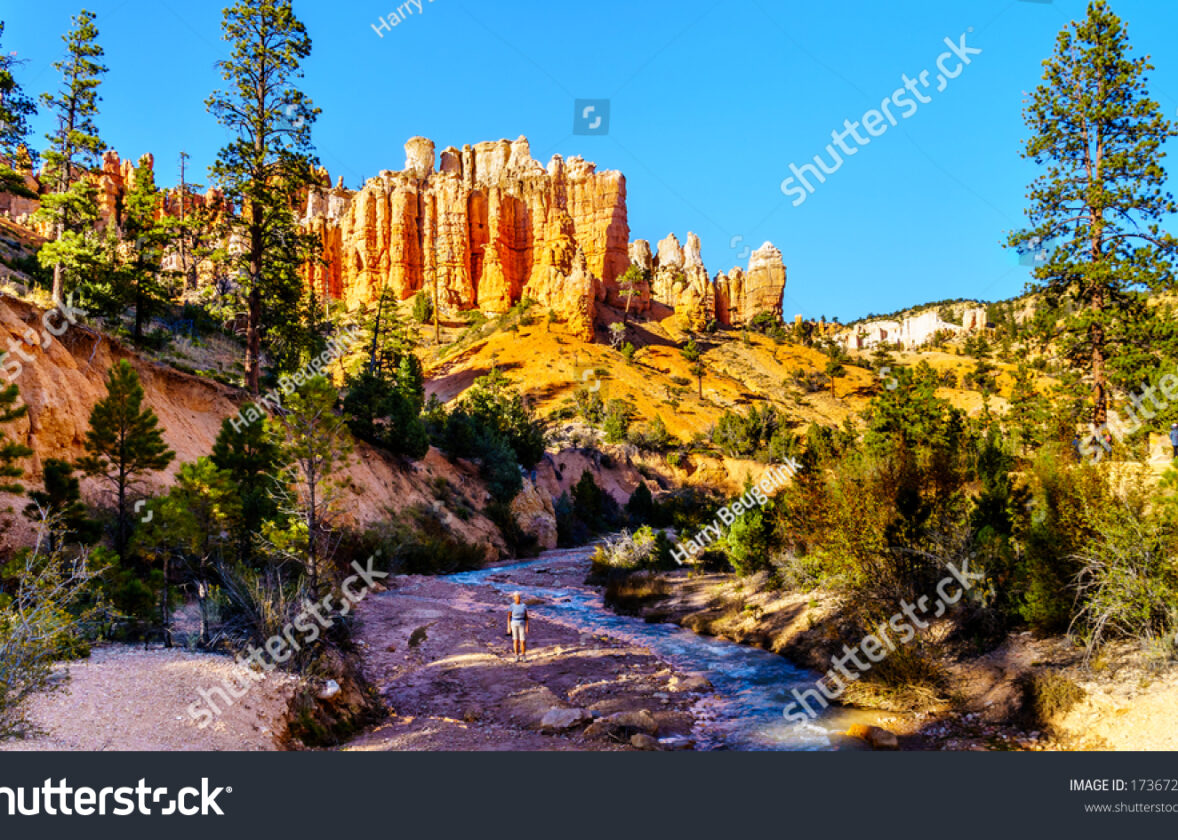 Les écosystèmes désertiques : une adaptation remarquable à des conditions extrêmes