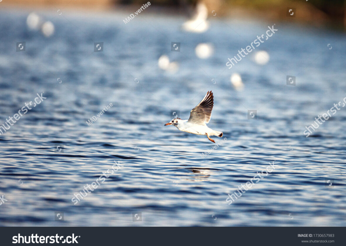 Les écosystèmes insulaires : des hotspots de biodiversité menacés