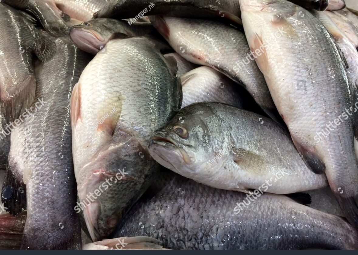 Les estuaires : des zones de transition riches en nutriments