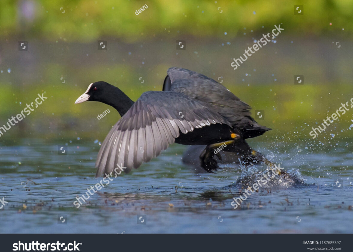 Les fjords : des écosystèmes marins d’eau douce