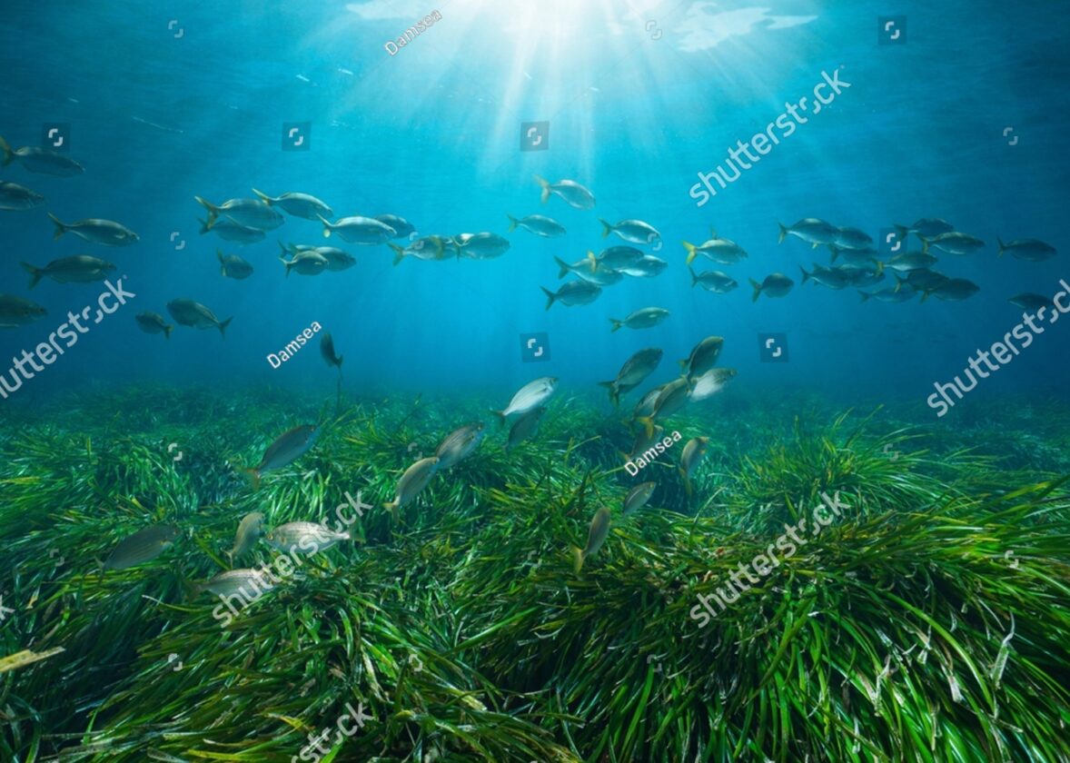 Les fonds marins : un monde méconnu à explorer