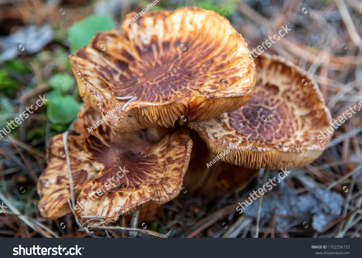 Les forêts boréales : des poumons verts essentiels à la régulation du climat