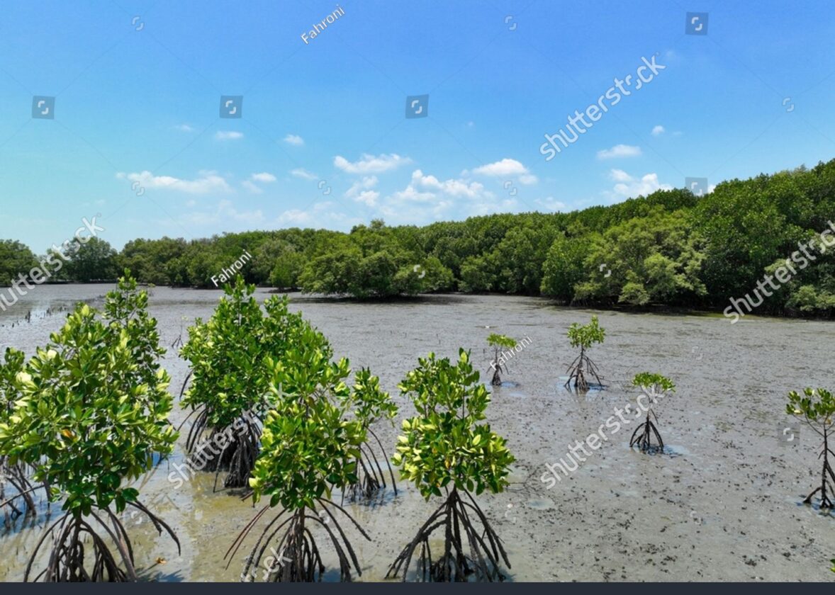 Les mangroves : des nurseries naturelles essentielles