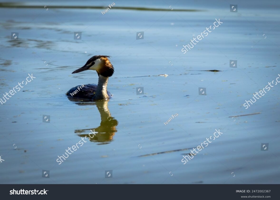 Les monts sous-marins : des oasis de vie dans les océans