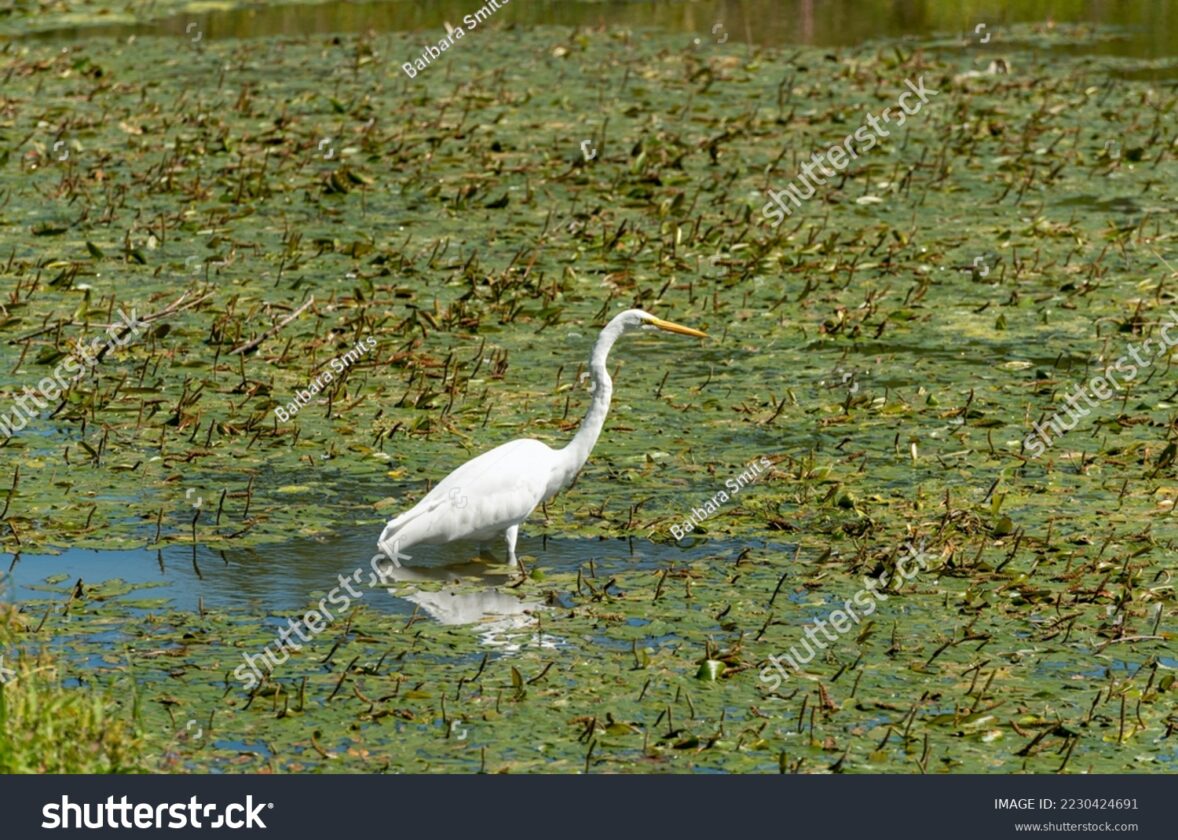 Les prairies sous-marines : des puits de carbone méconnus