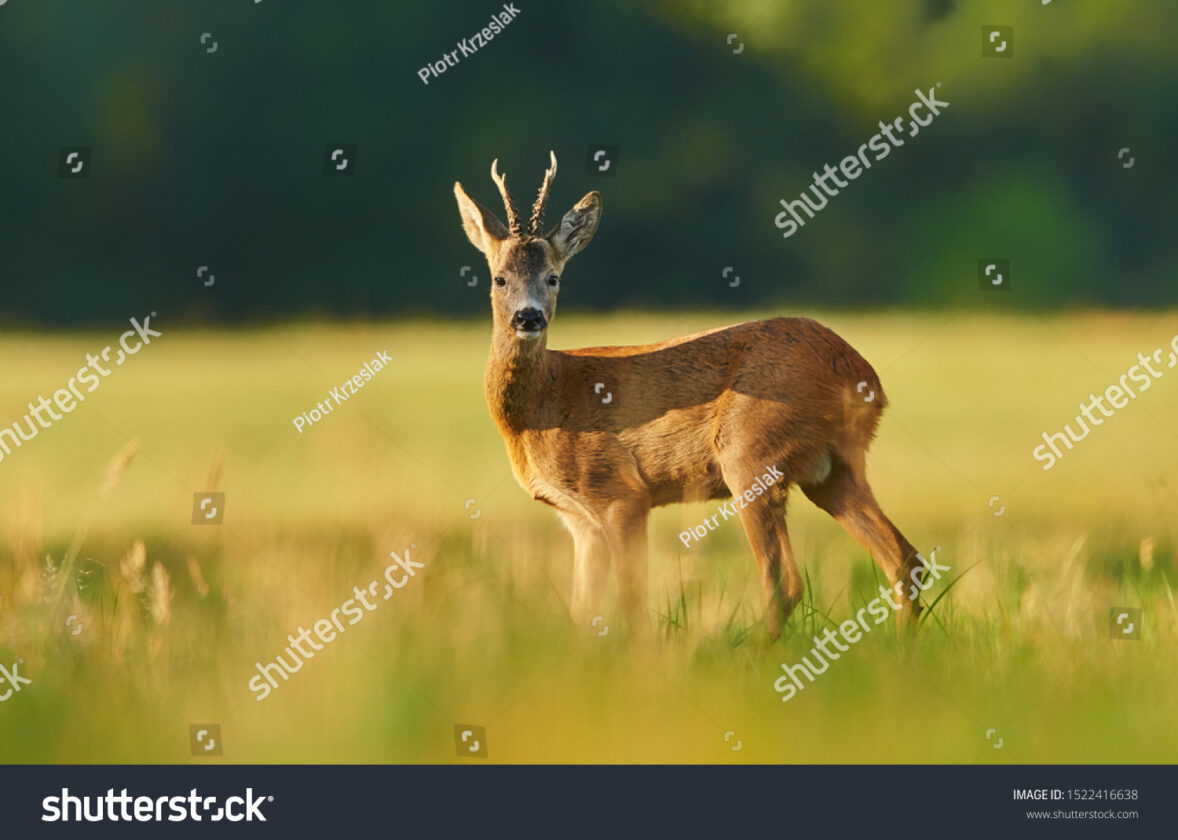 Les prairies : un habitat essentiel pour de nombreuses espèces