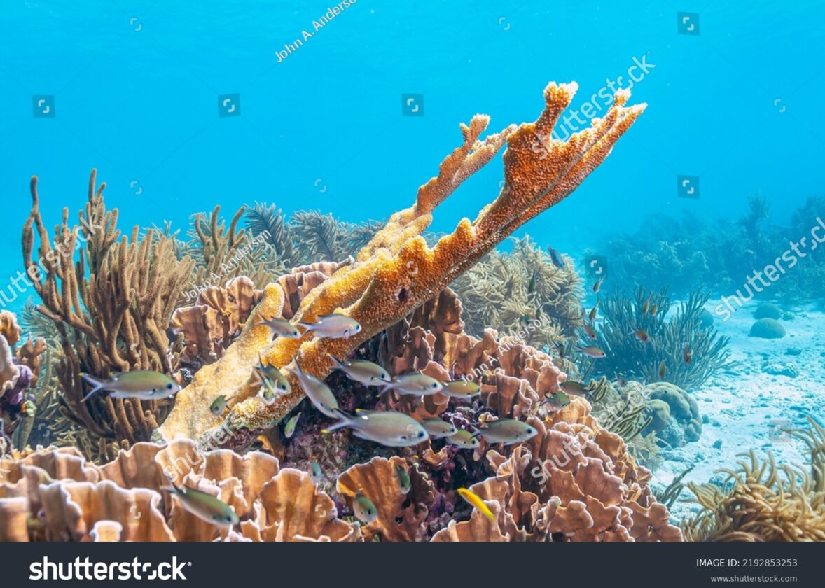 Les récifs coralliens : des oasis de biodiversité menacées