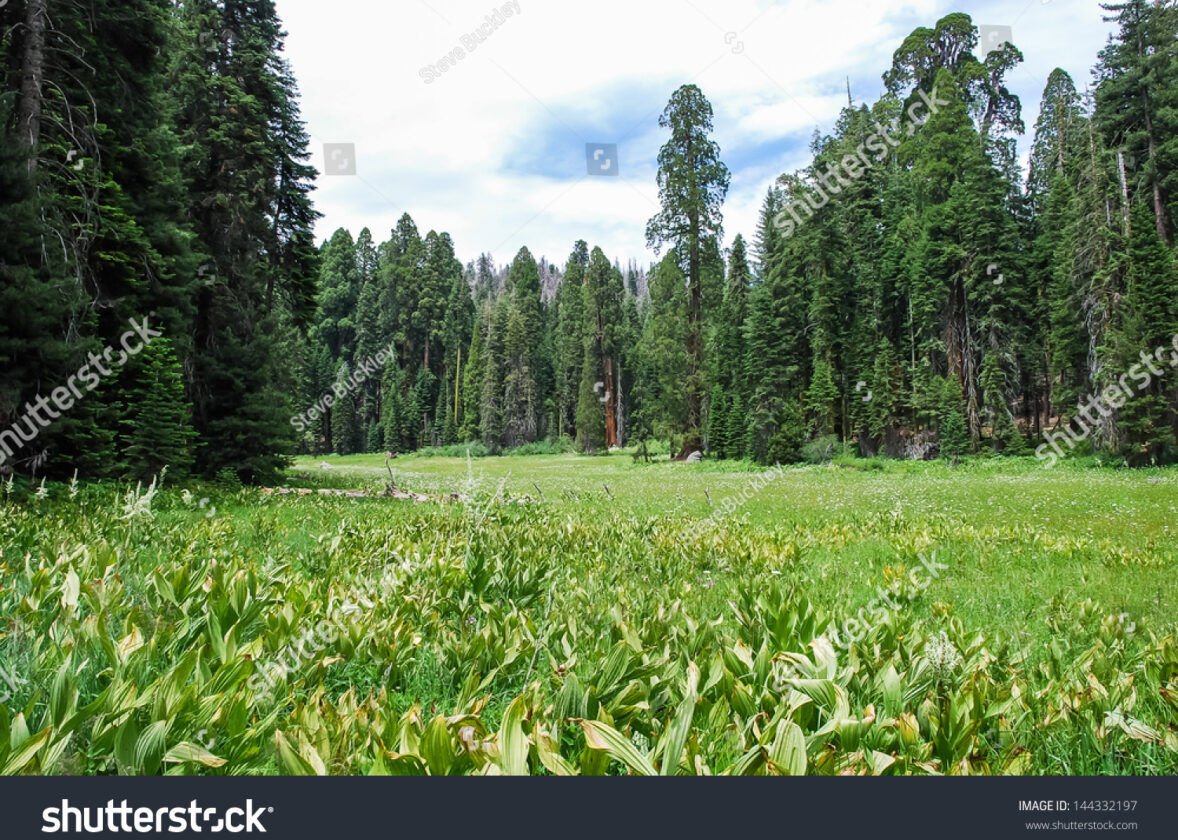 Les tourbières : des écosystèmes uniques et précieux pour l’environnement