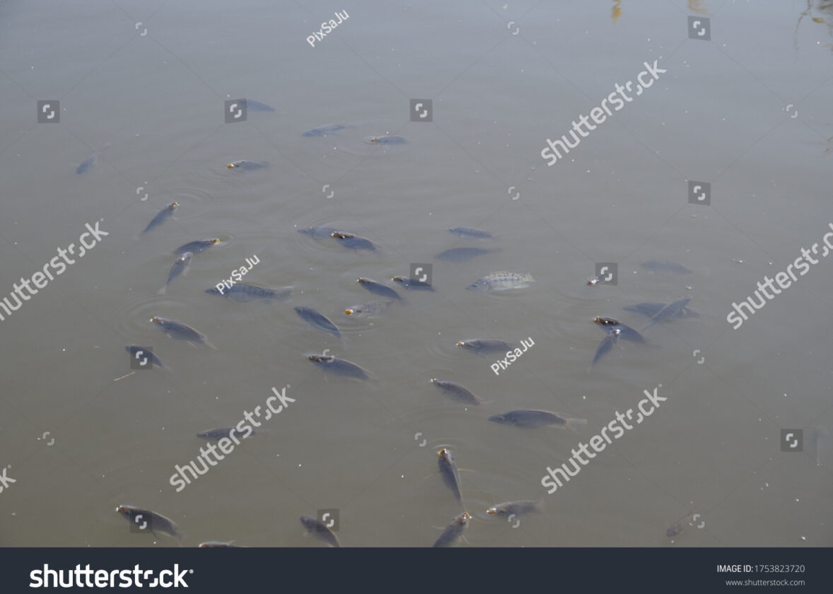 Les zones mortes : des zones océaniques sans oxygène
